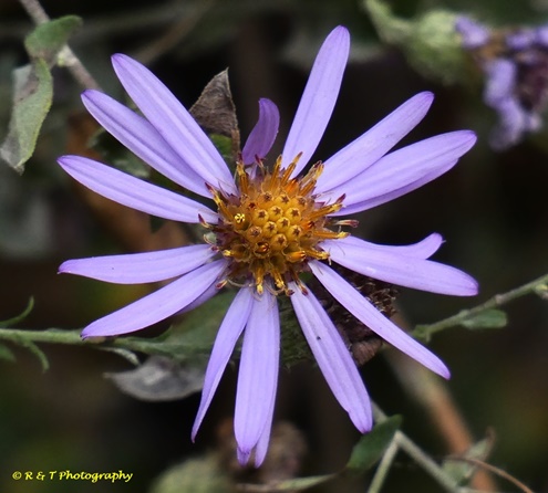 {Symphyotrichum patens}